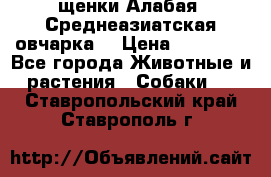 щенки Алабая (Среднеазиатская овчарка) › Цена ­ 15 000 - Все города Животные и растения » Собаки   . Ставропольский край,Ставрополь г.